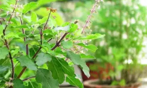 Tulasi: తులసి మొక్క ఇంట్లో ఈ  వైపు ఉంటే  ఐశ్వర్యం మీ సొంతం!