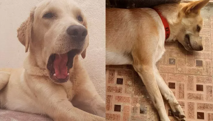 Dogs: ఇక పై అక్కడ కుక్కలను పెంచే వాళ్లు ఈ రూల్స్ పాటించాలిసిందేనట! Dogs: ఇక పై అక్కడ కుక్కలను పెంచే వాళ్లు ఈ రూల్స్ పాటించాలిసిందేనట!