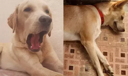 Dogs: ఇక పై అక్కడ  కుక్కలను పెంచే వాళ్లు ఈ రూల్స్ పాటించాలిసిందేనట!