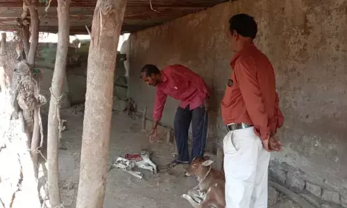 అసలు ఈ కుక్కలకి ఏమైంది.. రాష్ట్రంలో రోజుకో చోట కుక్కల దాడి..