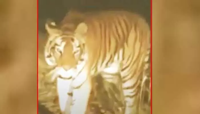 Tiger: ఆత్మకూరు మండలంలో పెద్దపులి కలకలం.. రోడ్డుపై సంచారం