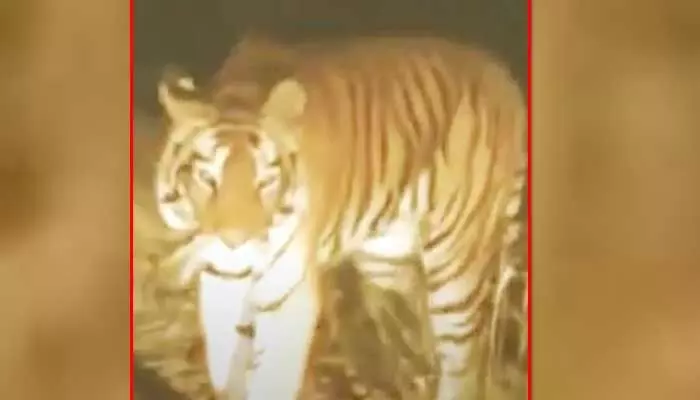 Tiger: ఆత్మకూరు మండలంలో పెద్దపులి కలకలం.. రోడ్డుపై సంచారం Tiger: ఆత్మకూరు మండలంలో పెద్దపులి కలకలం.. రోడ్డుపై సంచారం