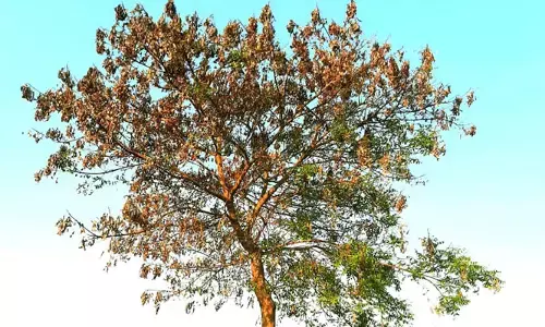 యాపల పరిమళాలు యాడబోయే..!!