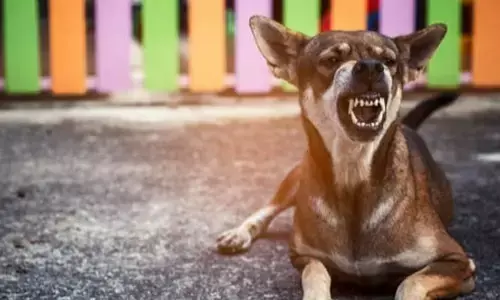 Dogs: కుక్కలు ఎందుకు ఏడుస్తాయో తెలుసా ?