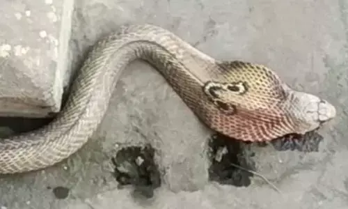 Visakha: గాజువాకలో నాగుపాము కలకలం