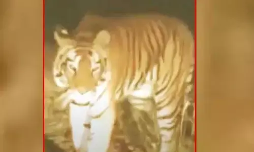 Tiger: ఆత్మకూరు మండలంలో పెద్దపులి కలకలం.. రోడ్డుపై సంచారం