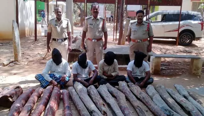 Ap News: నలుగురు స్మగ్లర్ల అరెస్ట్.. 23 ఎర్రచందనం దుంగల పట్టివేత