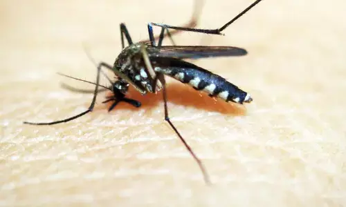 Mosquitoes: కెమికల్స్‌తో పని లేకుండా దోమలను ఈ  విధంగా తరిమేయండి!