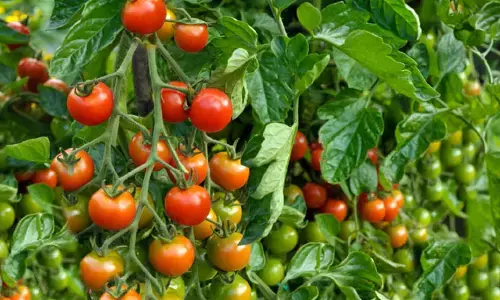 వేసవి ఎఫెక్ట్: కేజీ టమాటా ధర రూ.1,997 మాత్రమే!