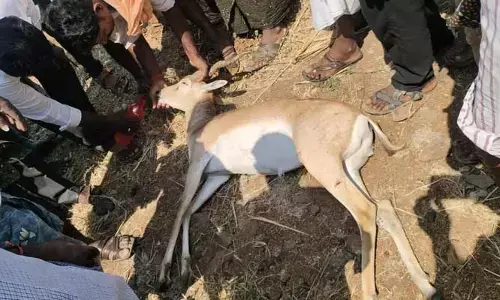జింకను ఢీకొన్న గుర్తు తెలియని వాహనం