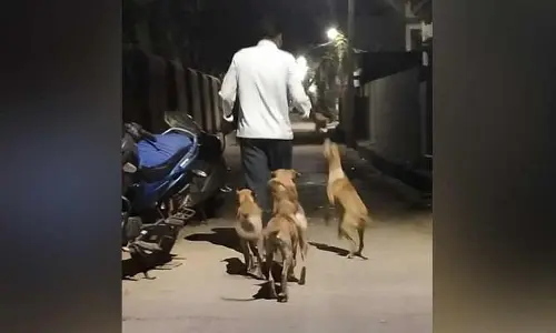 బాబోయ్ కుక్కలు...