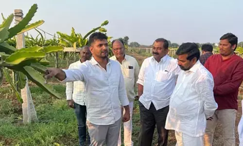 డ్రాగన్ ఫ్రూట్ సాగుపై మంత్రి ప్రశంస