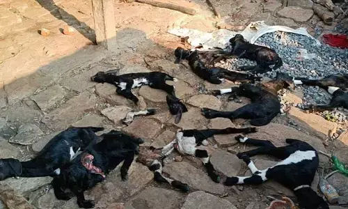 Nellore: కుక్కల దాడిలో 15 మేక పిల్లల మృతి