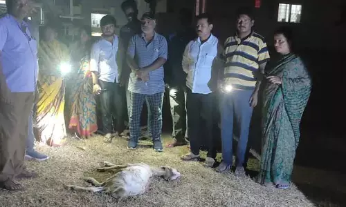 జడ్చర్లలో మరోసారి హైనాల హల్ చల్.. దాడిలో రెండు మేకల హతం..