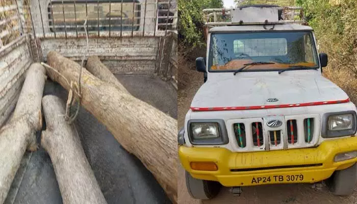 టేకు చెట్లను మింగేస్తున్న తిమింగళాలు.. టేకు చెట్లను మింగేస్తున్న తిమింగళాలు..