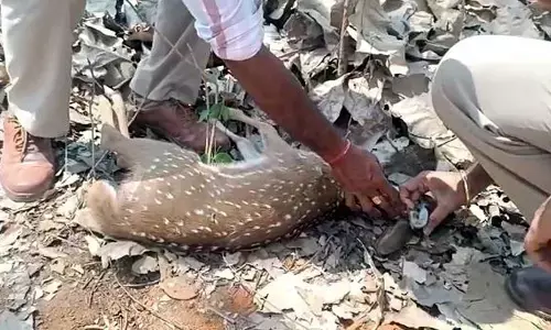 కుక్కల దాడిలో జింకపిల్ల మృతి