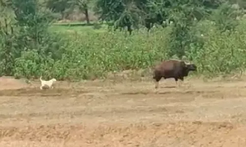 దారి తప్పిన అడవి దున్న.. (వీడియో)