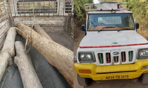 టేకు చెట్లను మింగేస్తున్న తిమింగళాలు..