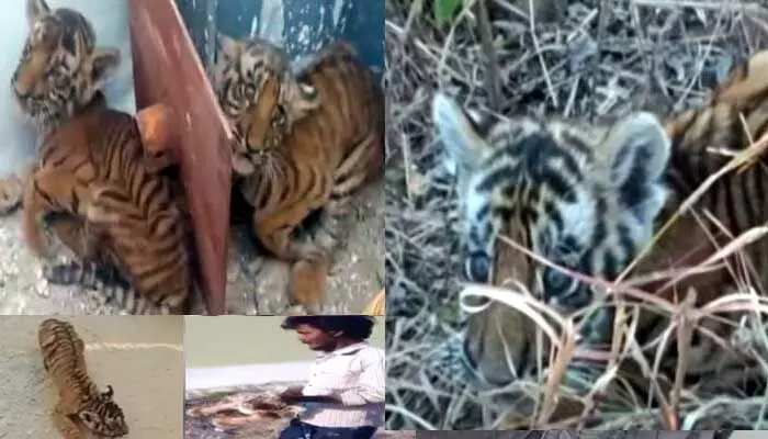 Ap News: నాలుగు పులి పిల్లల కలకలం.. ఇంకా దొరకని తల్లి జాడ Ap News: నాలుగు పులి పిల్లల కలకలం.. ఇంకా దొరకని తల్లి జాడ