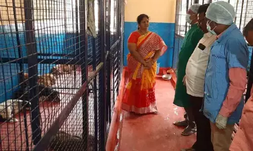 ఆ నగరంలో అనిమల్ బర్త్ కంట్రోల్ కేంద్రం...