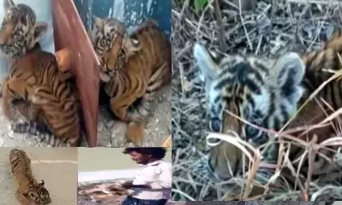 Ap News: నాలుగు పులి పిల్లల కలకలం.. ఇంకా దొరకని తల్లి జాడ
