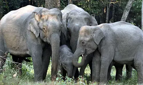 విషాదం.. కరెంట్ షాక్‌తో మూడు ఏనుగులు మృతి
