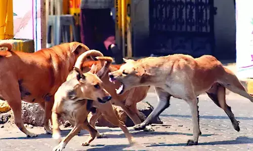 కుక్క మళ్ళీ కరిచింది