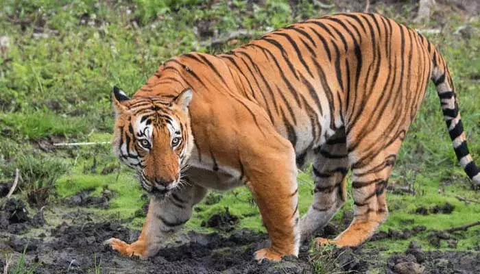 Tiger: తల్లి పులి కనిపించి..మాయమై