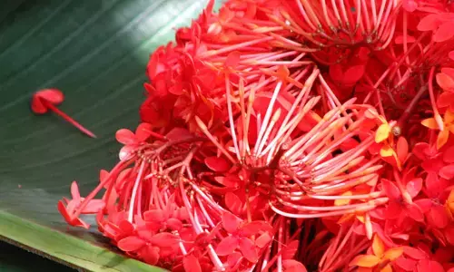 Flowers: పూజకు పూలనే ఎందుకు వాడతారో తెలుసా?