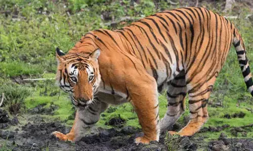 Tiger: తల్లి పులి కనిపించి..మాయమై