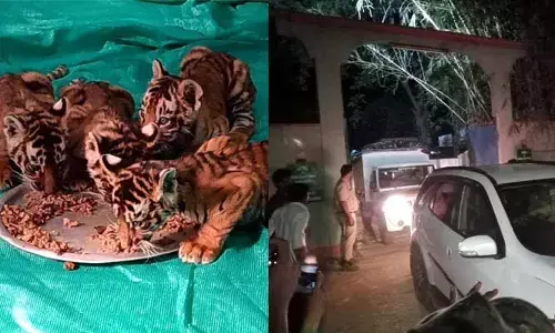Breaking: తిరుపతి జూకు పులి పిల్లల తరలింపు