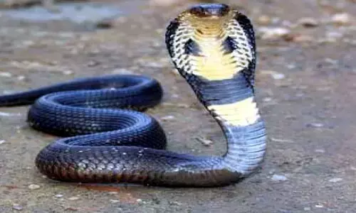 Cobra: త్రాచు పాము నిజంగానే  పగ పడుతుందా?