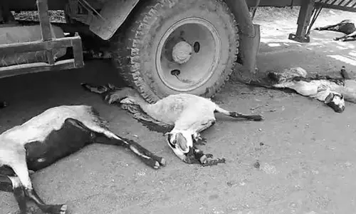 Nellore: లారీ భీభత్సం... 18 గొర్రెలు దుర్మరణం