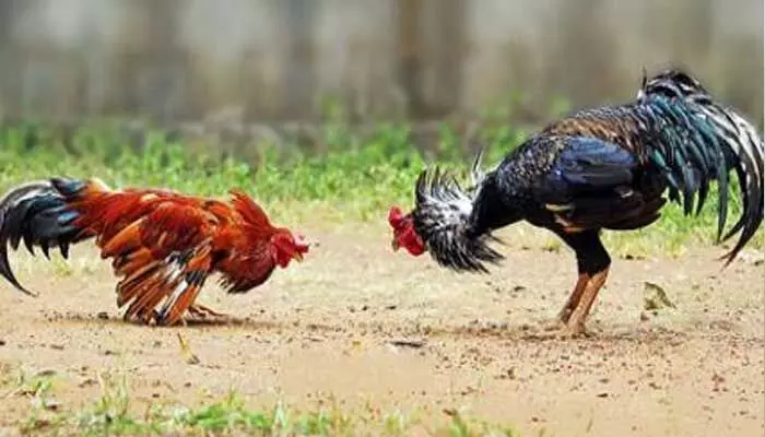 కోడిపందాల స్థావరం పై టాస్క్ ఫోర్స్ దాడి.. కోడిపందాల స్థావరం పై టాస్క్ ఫోర్స్ దాడి..