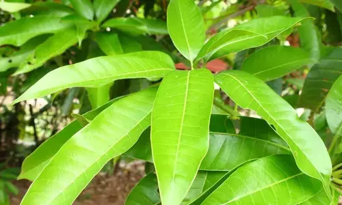 మామిడాకులతో ఇలా చేస్తే అనారోగ్య సమస్యలన్నింటికీ చెక్ పెట్టొచ్చు..!