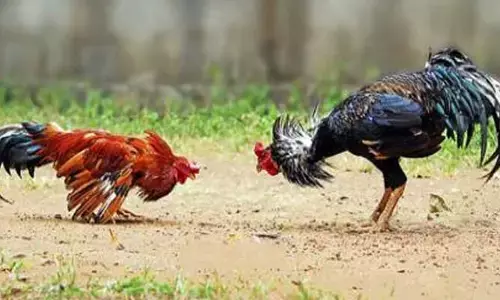 కోడిపందాల స్థావరం పై టాస్క్ ఫోర్స్ దాడి..