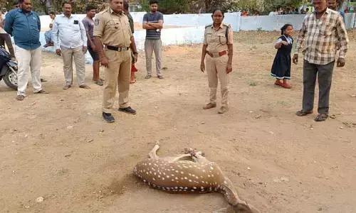దారి తప్పి జనావాసాల్లోకి జింక