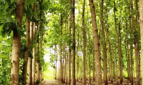 బీమా సంస్థలో చెట్లు మాయం..?