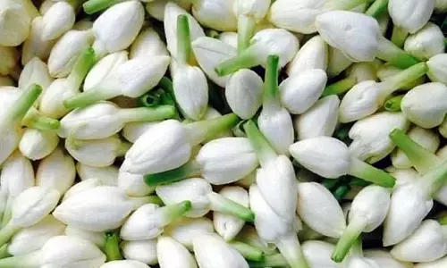Wedding Season: మల్లెపూలకు పెరిగిన డిమాండ్ .. కొండెక్కిన ధరలు