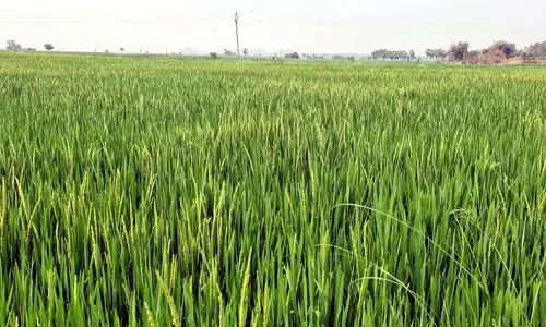 వానపడితే తీవ్ర నష్టమే! ఆందోళనలో రైతన్నలు