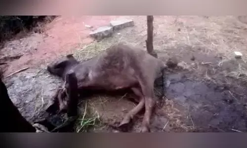 పిడుగుపాటుకు రెండు గేదెలు మృతి