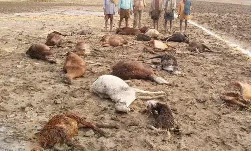Kadapa: వడగండ్ల వర్షం.. 130 గొర్రెలు మృతి