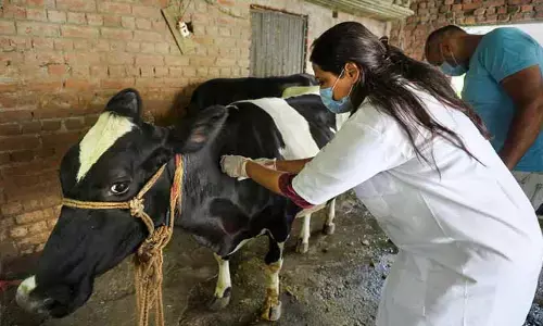 ఏపీ పశుసంవర్ధక శాఖలో బ్యాక్‌లాగ్ ఖాళీలు
