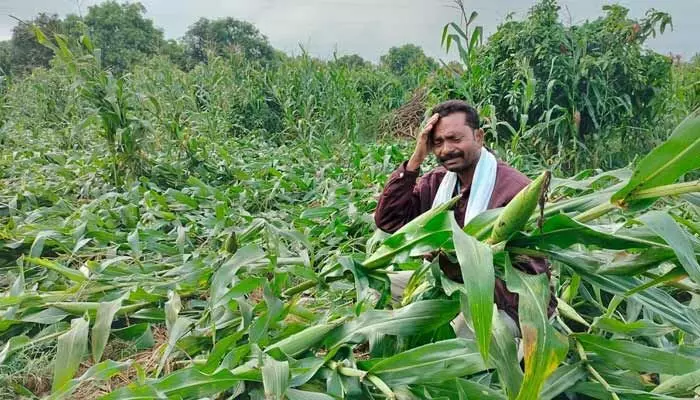 అకాల వర్షం... అపార నష్టం అకాల వర్షం... అపార నష్టం