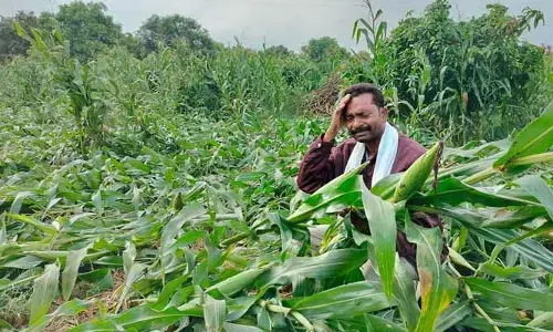 అకాల వర్షం... అపార నష్టం