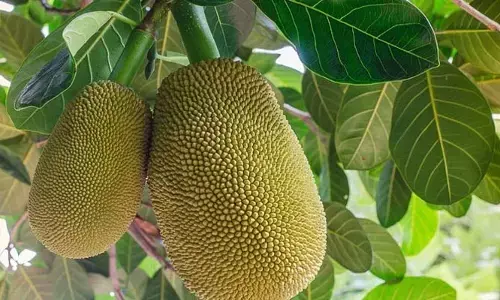 Foods: ఈ ఫుడ్స్‌ తింటే చాలు.. కడుపు చల్లబడుతుందట!