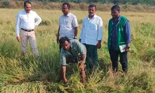 Kadapa: రైతులను నిండా ముంచిన అకాల వర్షం