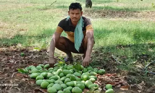 అకాల వర్షం... అపార నష్టం..