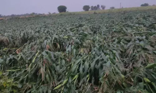 నేలవాలిన ఆశలు