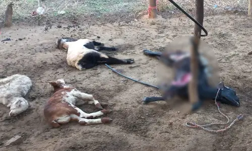 మూగజీవాలపై కుక్కల దాడి